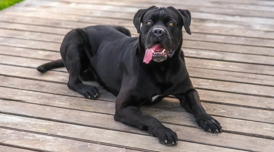 Perro negro al aire libre en cubierta