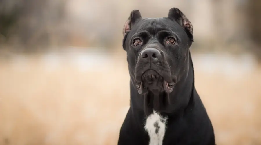 Perro blanco y negro con orejas recortadas