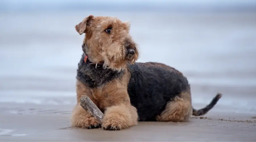 perro negro y fuego sentado en la playa