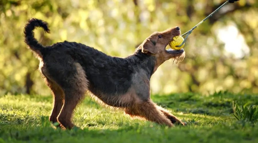 perro negro y fuego jugando al tirón