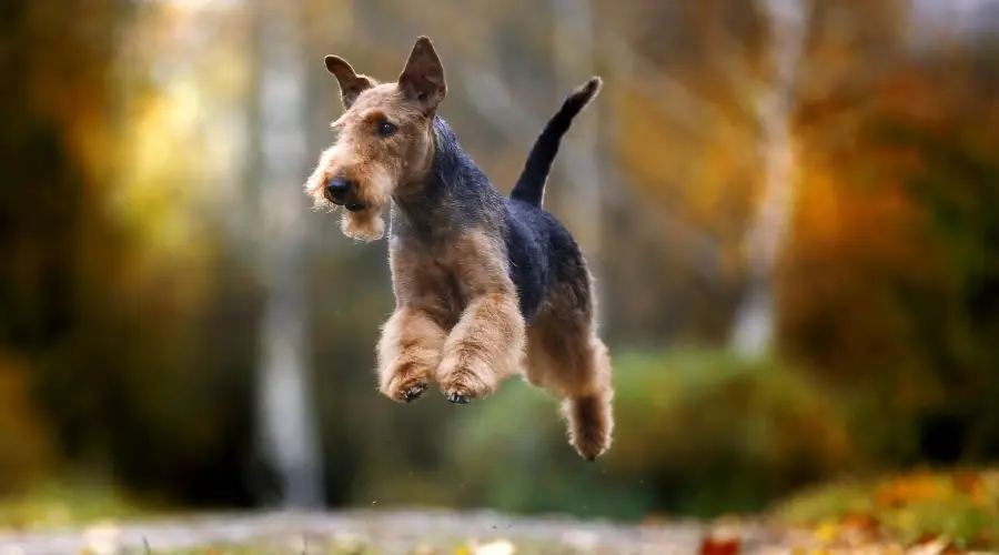 perro negro y fuego corriendo y saltando en el aire