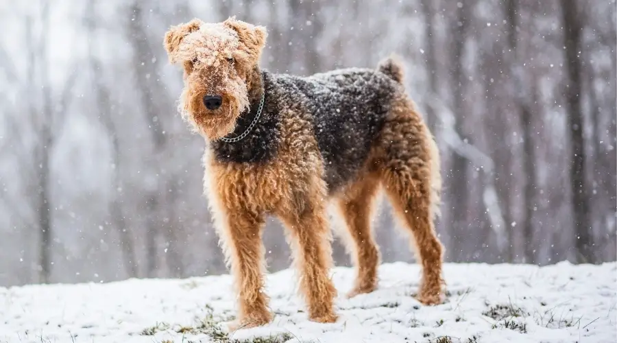 perro negro y fuego parado en la nieve