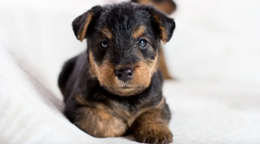 cachorro negro y fuego