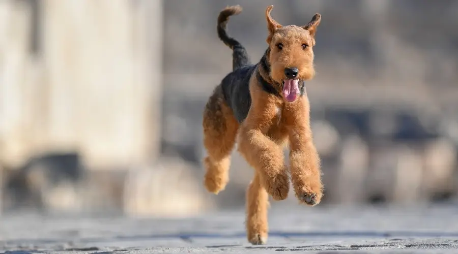 perro negro y fuego corriendo y jugando