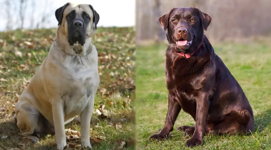 perro marrón grande junto a un perro marrón mediano