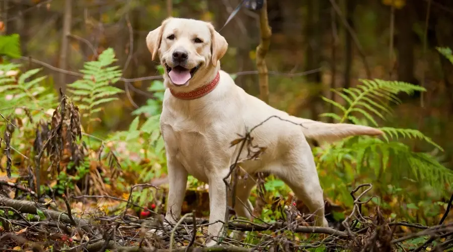 perro amarillo parado en el bosque