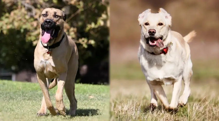 dos perros bronceados diferentes corriendo