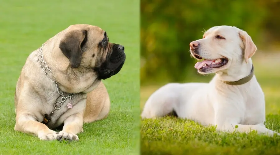 perro bronceado grande y perro bronceado mediano sentados