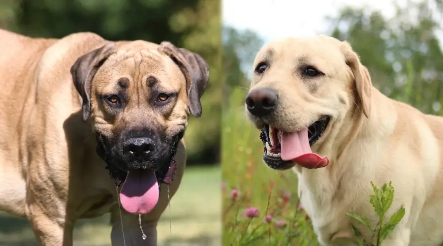 dos perros bronceados con la lengua fuera