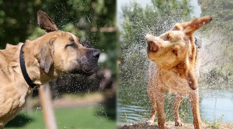 dos perros bronceados sacudiéndose el agua