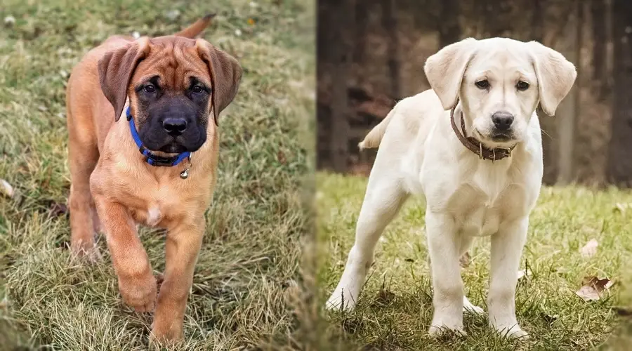 Cachorro bronceado y cachorro blanco parado en la hierba