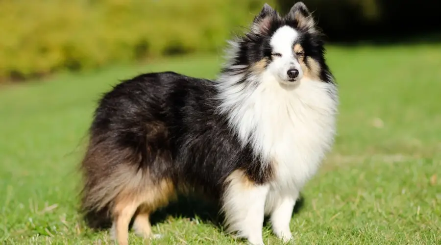 Sheltie Merle