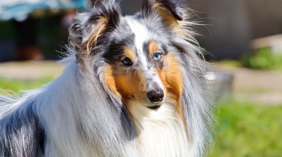 Perro pastor de Shetland Merle azul