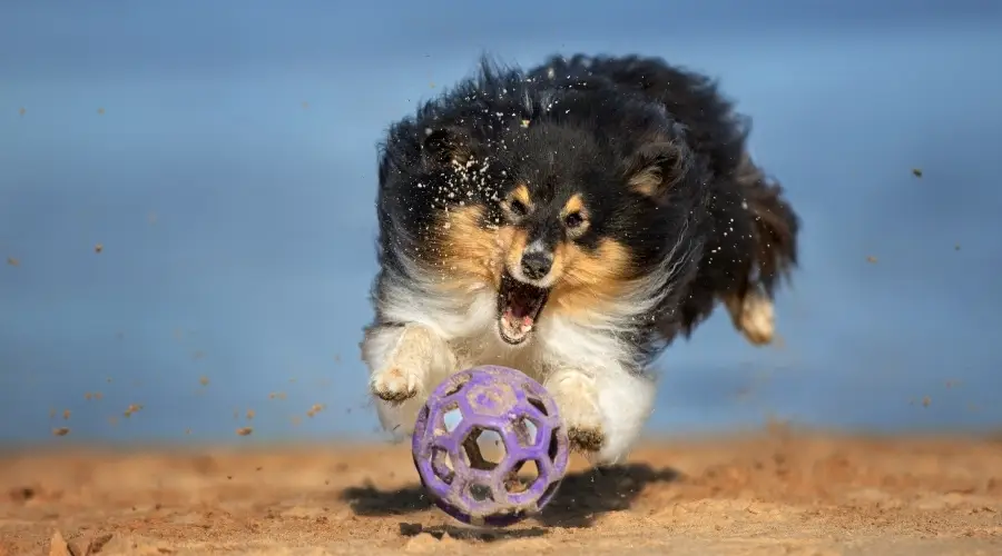 Perro pastor de Shetland jugando con juguete