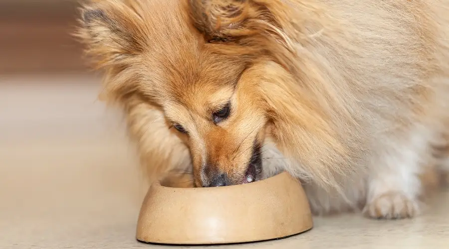 Sheltie comiendo comida para perros