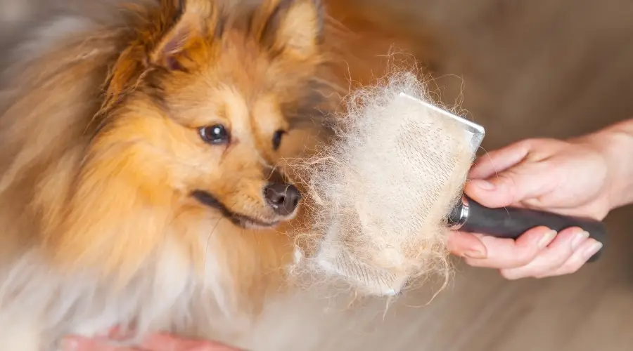 Sheltie preparándose