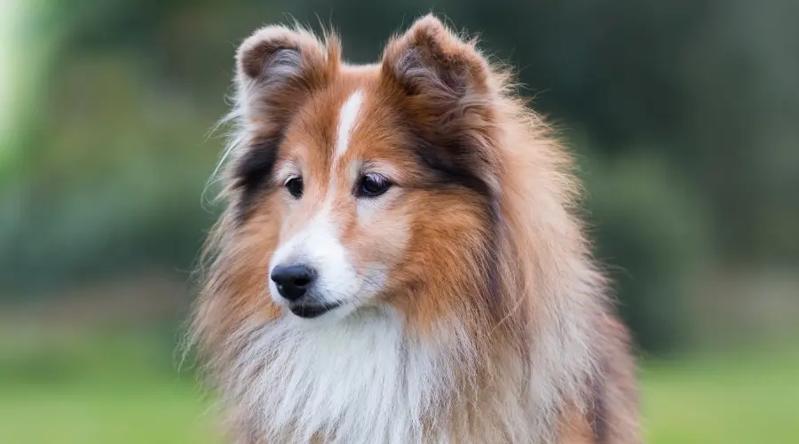 Perro Sheltie mayor al aire libre