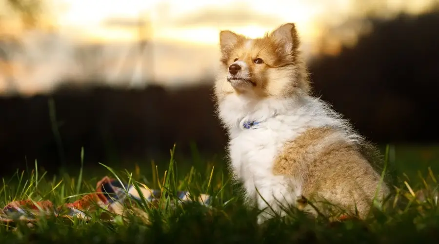 Cachorro Sheltie