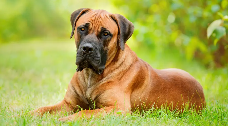 Boerboel en hierba