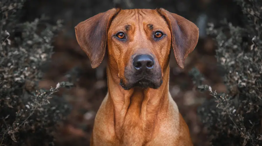 Ridgeback de Rodesia al aire libre