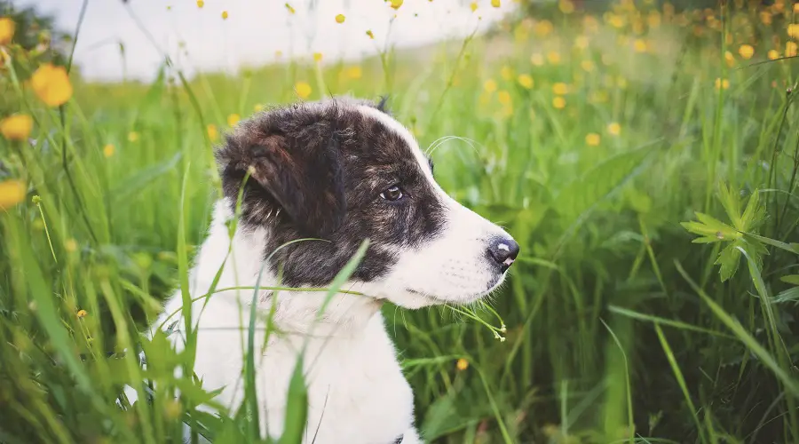 Perro Aidi en el campo