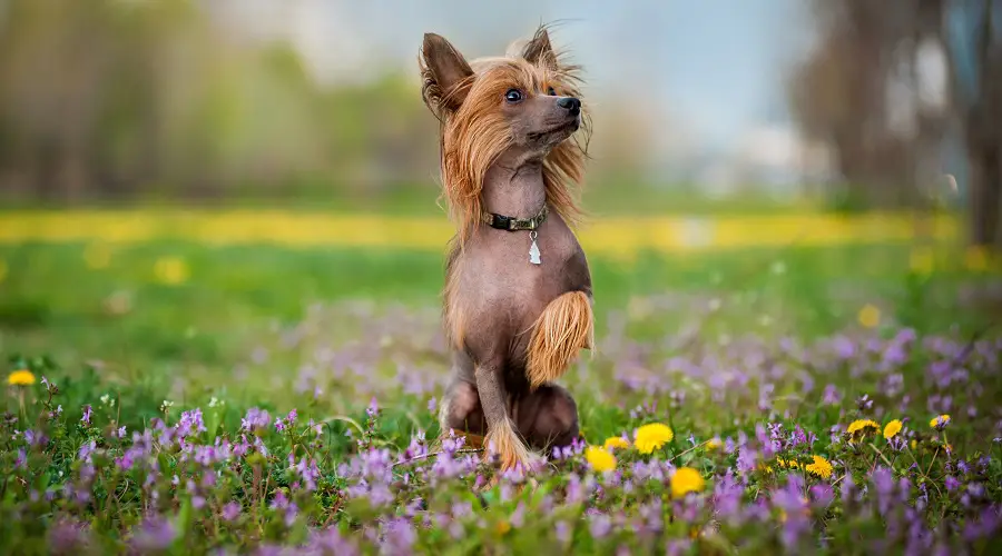 Perro Crestado Chino