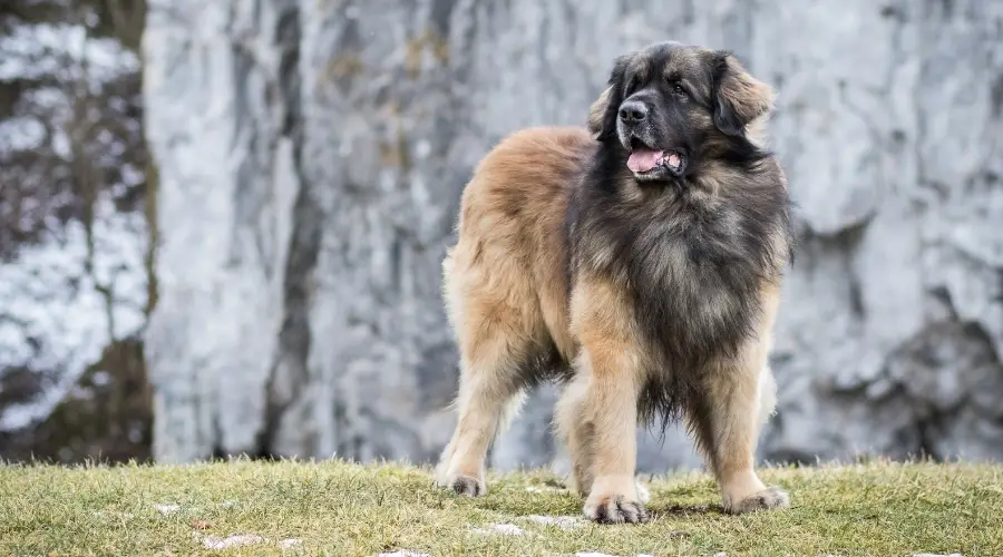 Perro peludo grande al aire libre