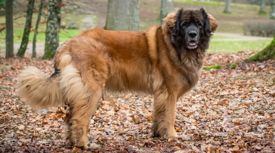 Leo al aire libre en el bosque