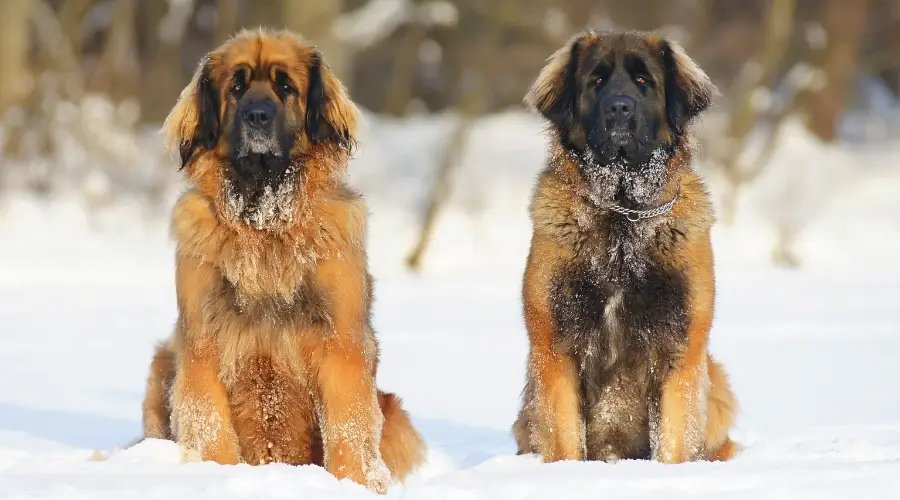 Dos perros Leonberger gigantes en la nieve