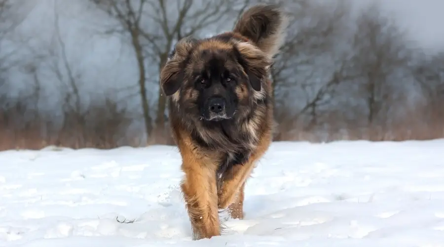 Perro haciendo ejercicio en la nieve