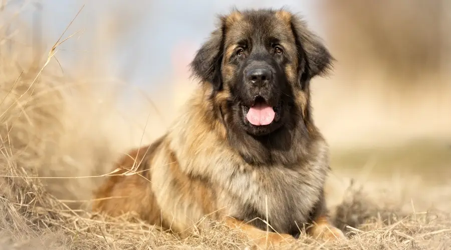 Perro esponjoso más joven al aire libre