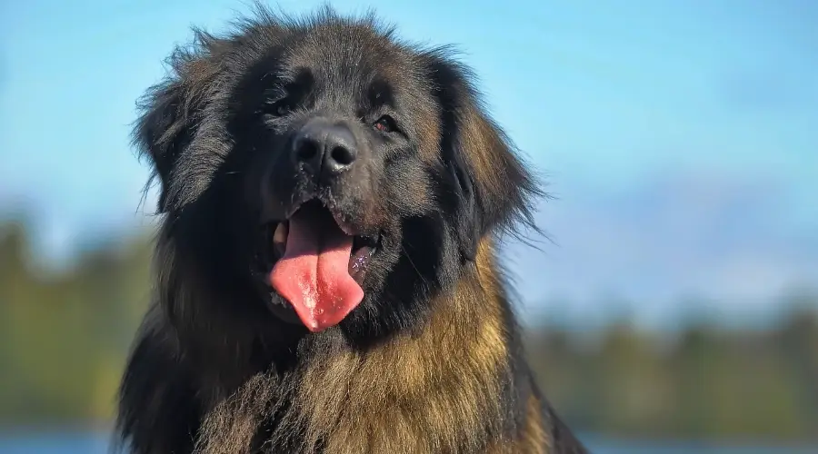 Perro Leonberger cerca del lago