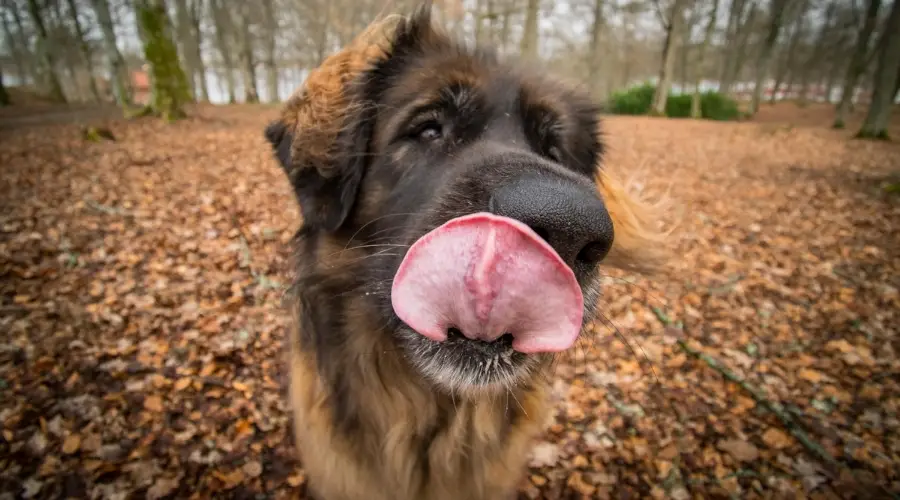 Perro leo hambriento al aire libre