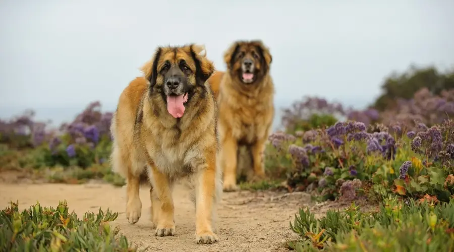 Perros mullidos sanos caminando al aire libre