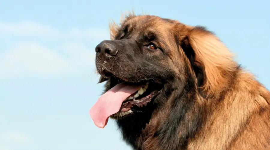 Perro Leonberger Al Aire Libre Durante El Día