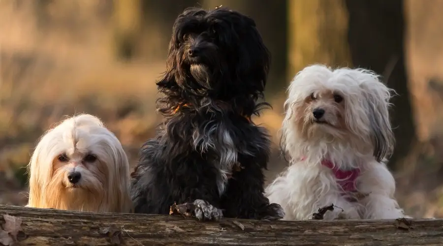 Tres perros al aire libre