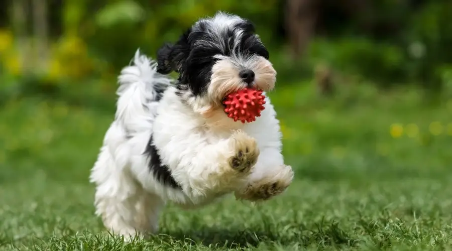 Perro pequeño haciendo ejercicio en la hierba