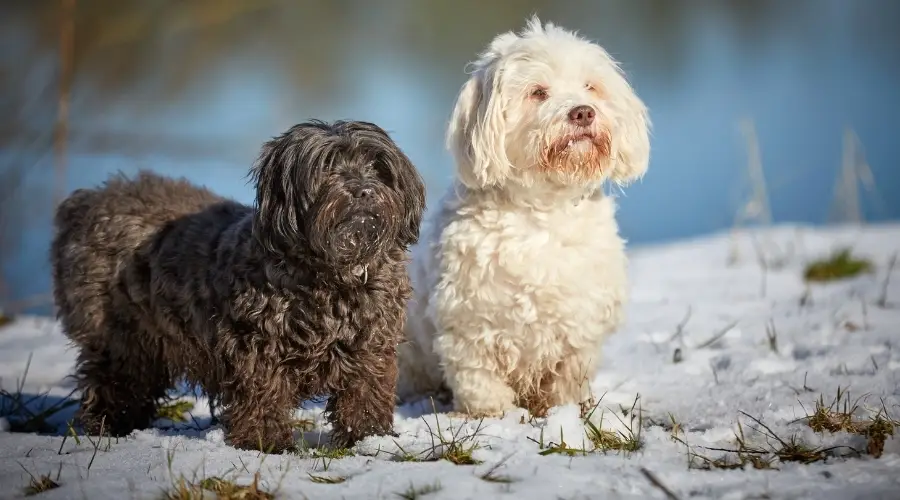 Perros marrones y blancos al aire libre