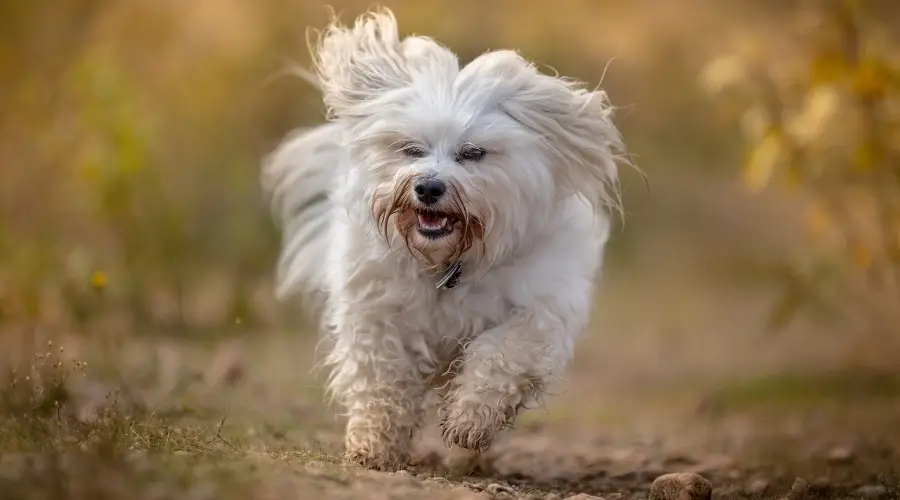 Perro durante la sesión de entrenamiento