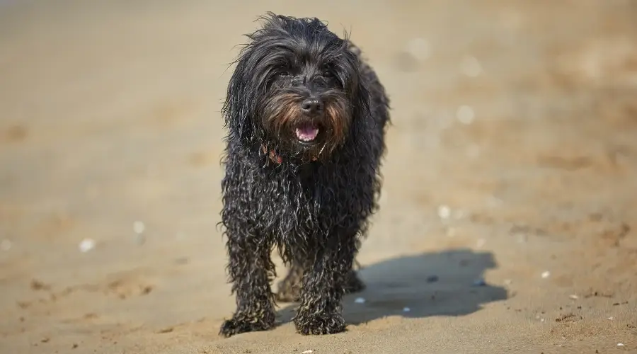 Pequeño perro marrón en la playa