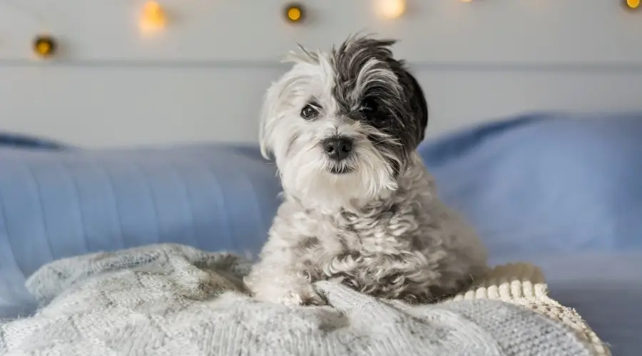 Perro pequeño en la cama