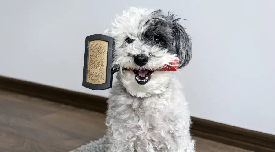 Perro esperando ser arreglado