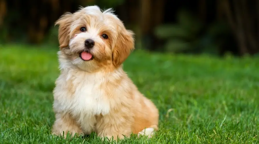 Cachorro marrón y blanco