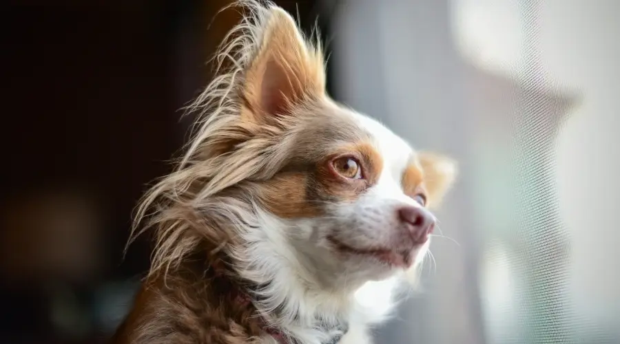 chihuahua de pelo largo