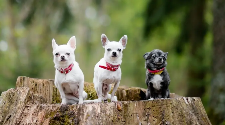 Tres perros de diferentes colores en el árbol
