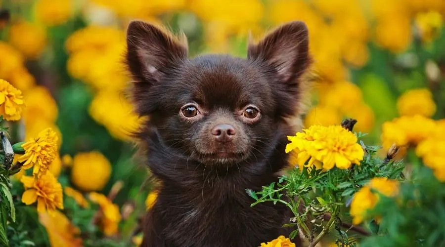 Pequeño chihuahua marrón en la pradera