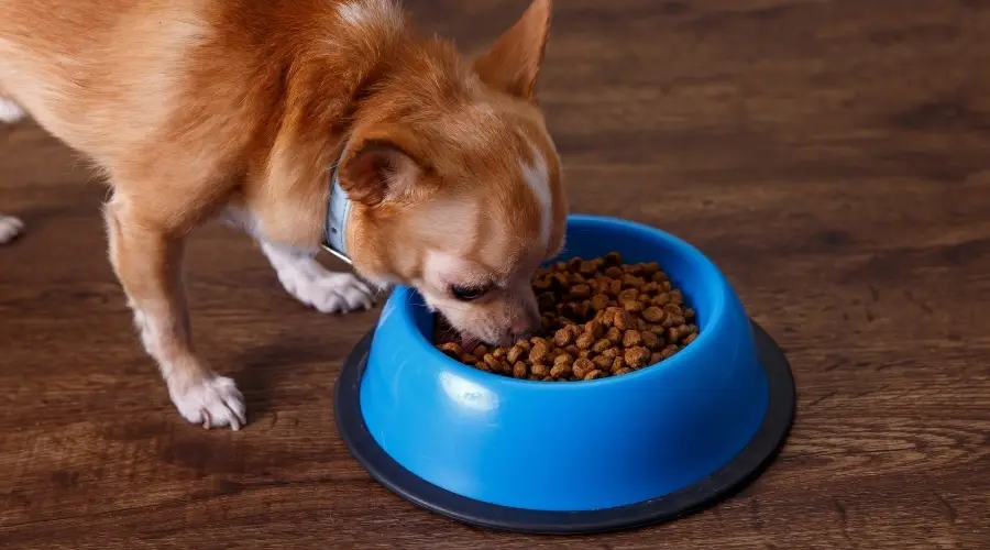 Perro marrón y blanco comiendo