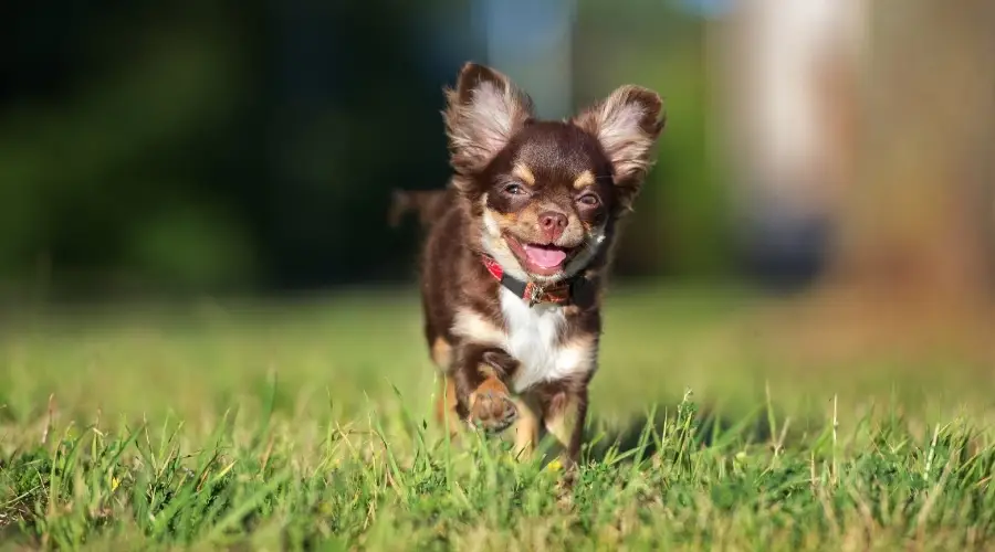 Cachorro marrón corriendo