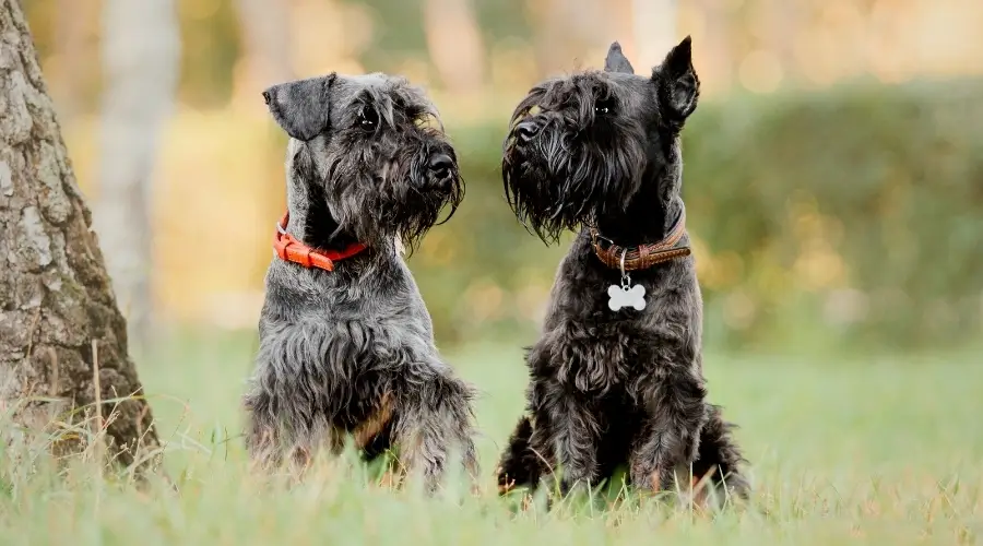 Dos perros alemanes en un campo.