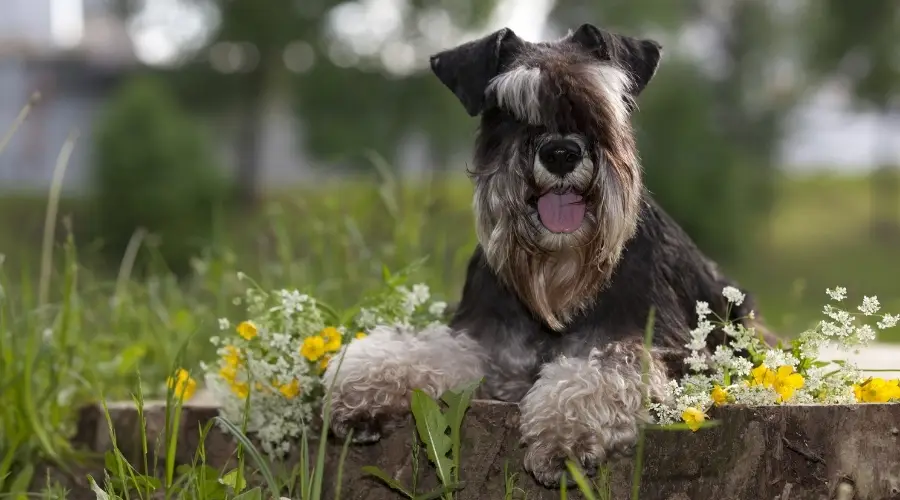 Perro gris sentado en el tocón